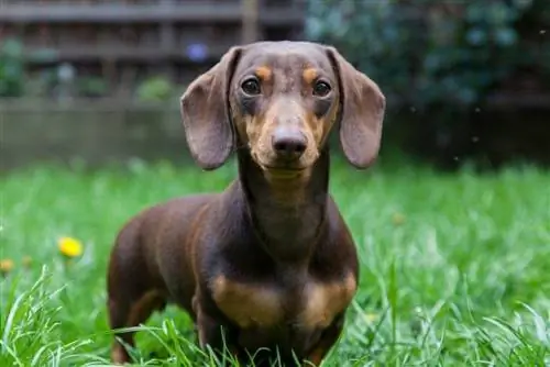 miniatür dachshund