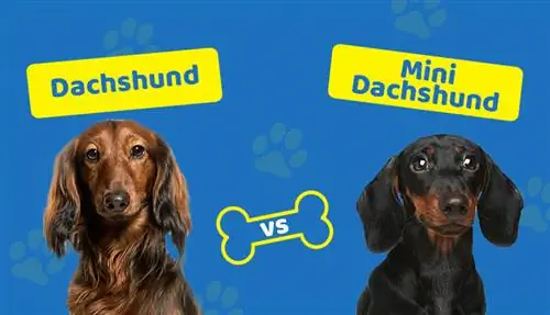 Dachshund vs Mini Dachshund: Je, Zina Tofauti Gani?