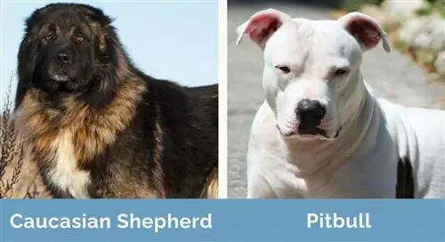 Caucasian Shepherd vs Pitbull sebelah menyebelah