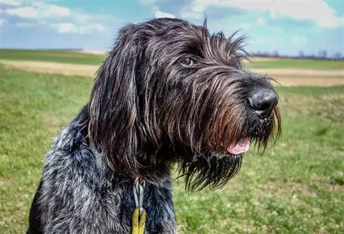 Pudelpointer close-up