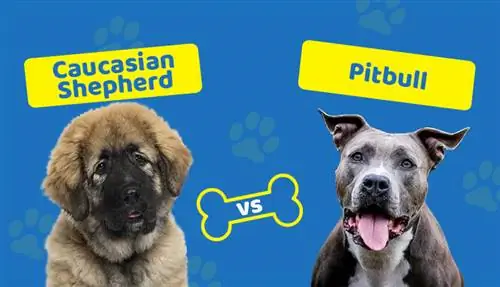 Caucasian Shepherd vs. Pitbull: Qhov txawv yog dab tsi?