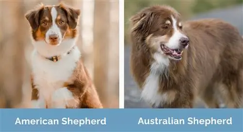 American Shepherd vs Australian Shepherd zij aan zij