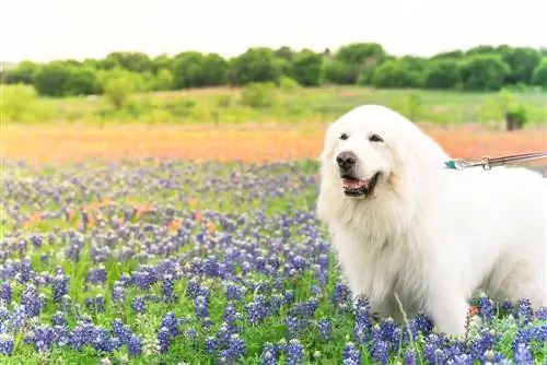 Mahusay na Pyrenees Mountain Dog