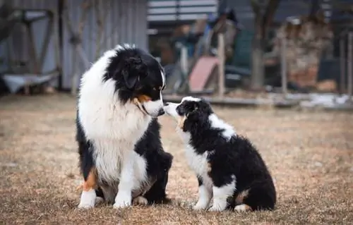 Chó chăn cừu Mỹ đang ngồi