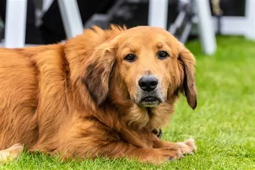 Golden Retriever at Basset Hound na aso na nagpapahinga sa damo ng parke