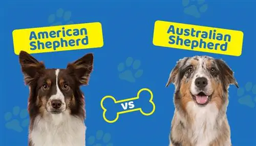 American vs. Australian Shepherd: ต่างกันอย่างไร?