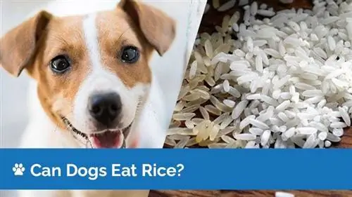 Cachorro pode comer arroz? Vet Approved Facts & FAQ