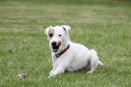 Races de chiens excellentes pour chasser les rats et les souris