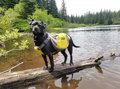 Pinakamahusay na Dog Saddle Bags