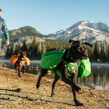 2023'ün En İyi 10 Köpek Eyer Çantası – İncelemeler & En Çok Talep