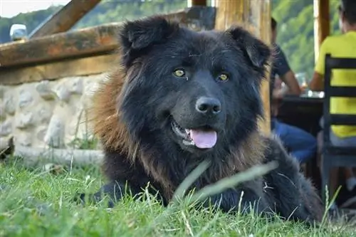 Cão pastor romeno dos Cárpatos_RazvanAWI_shutterstock