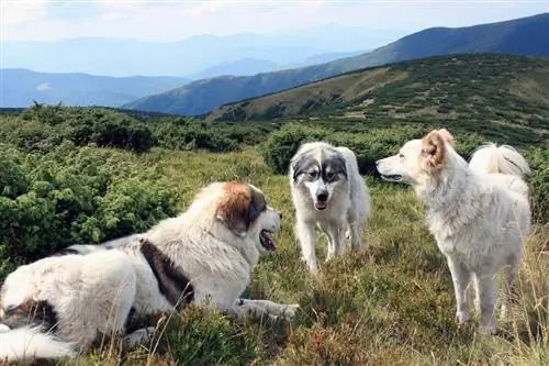 4 razze di cani rumeni (con immagini)