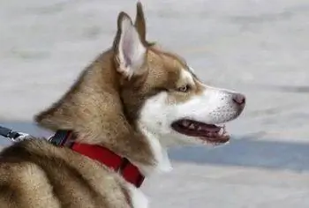 6 Kalung Anjing Terbaik untuk Husky 2023 – Ulasan & Pilihan Teratas