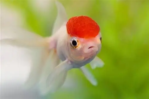 Red Cap Oranda złota rybka zbliżenie