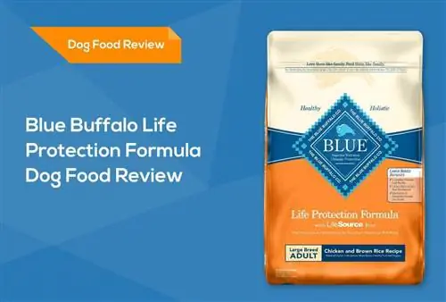 Examen des aliments pour chiens Blue Buffalo Life Protection Formula 2023: rappels, avantages & inconvénients