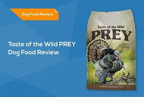 Taste of the Wild PREY Dog Food Review 2023: Recalls, Pros & ข้อเสีย