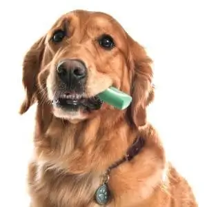 Perro con masticables dentales Oravet