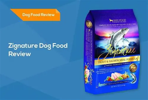 Zignature Dog Food Review 2023: Eslatmalar, ijobiy tomonlari & Minuslar