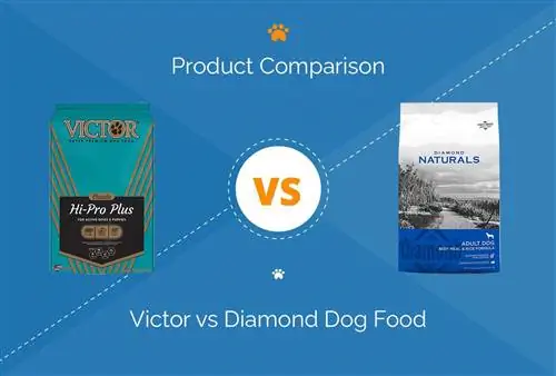 Victor vs Diamond Dog Food: Comparación 2023