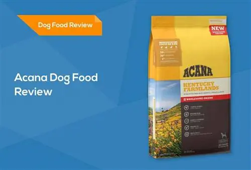 Acana Dog Food Review 2023: Tilbakekallinger, fordeler og ulemper