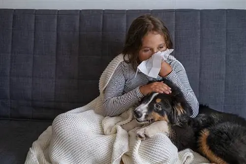 Zijn Berner Sennenhonden hypoallergeen? Het verrassende antwoord