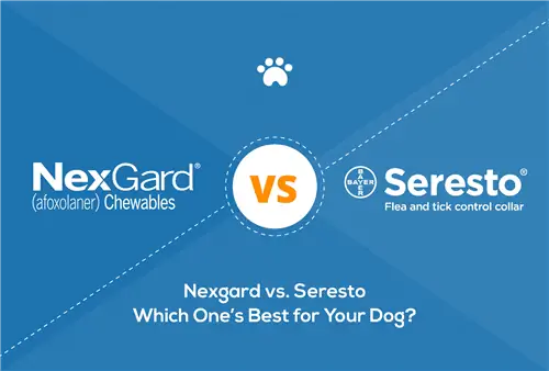 Nexgard срещу Seresto 2023: Кое е най-доброто за бълхи & кърлежи?