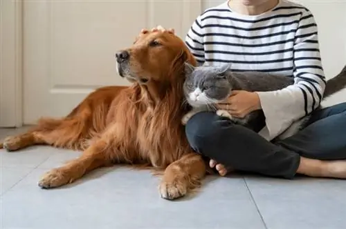 vrouw die kat bij hond introduceert