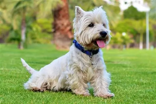 12 bežných zdravotných problémov Westie, na ktoré si treba dať pozor (odpoveď veterinára)