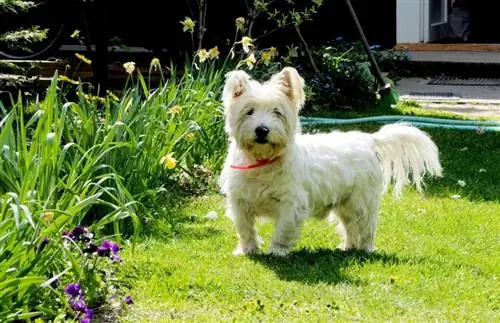 Westies glimlach