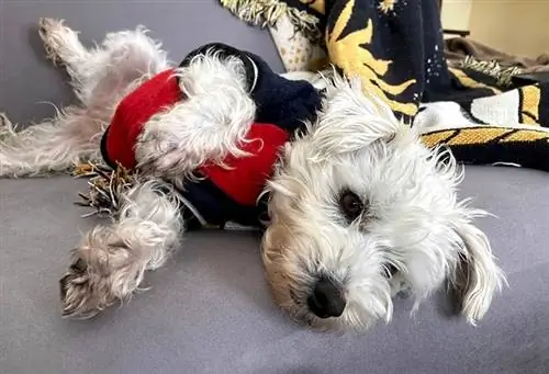 Westiepoo con suéter