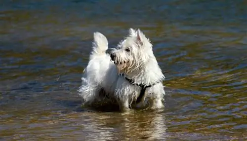 Westies Swim