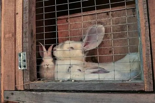 Wit hase van die reuse Chinchilla ras