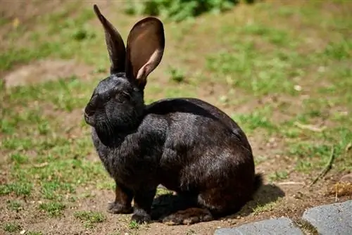 isang black flemish giant rabbit na nakaupo sa lupa