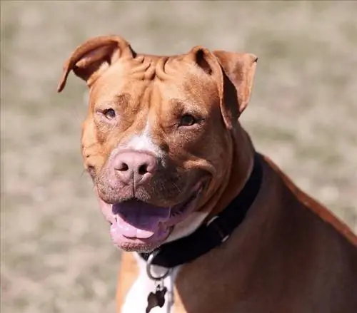 7 meilleures caisses pour chiens pour Pitbulls en 2023 - Avis &