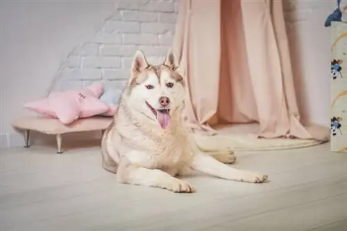 siberian husky terbaring di atas lantai