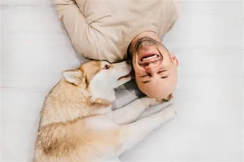 husky siberiano che lecca l'orecchio dell'uomo