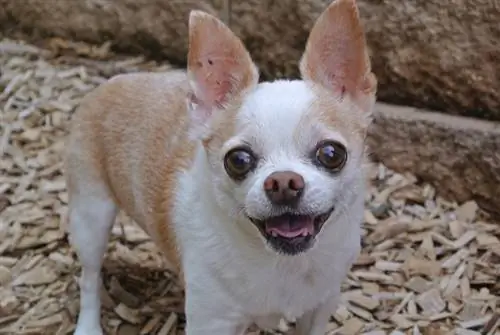 Chihuahua