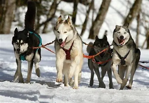 Huskies de Sibérie