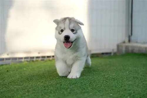 cucciolo di husky