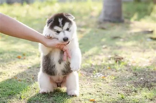 Cucciolo del husky siberiano che morde una mano