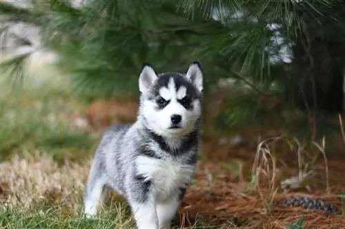 Cucciolo di husky