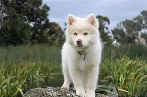 hvit siberian husky valp