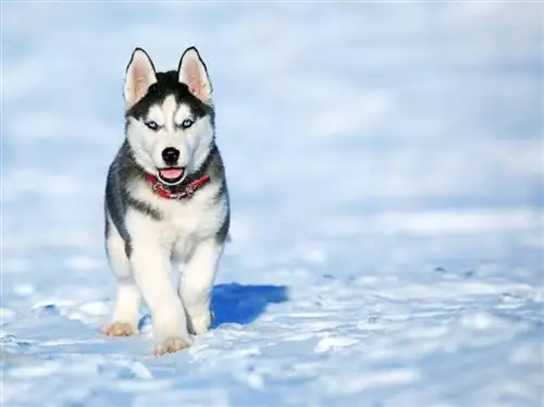 Chiot Husky dans la neige