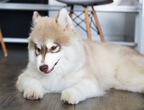 Siberian Husky innendørs