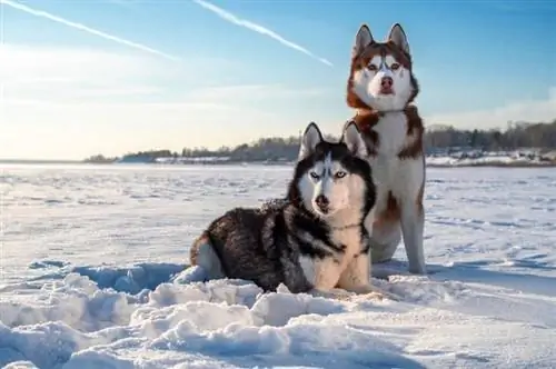 Siberian Husky Growth & Gráfico de peso (filhote a adulto)