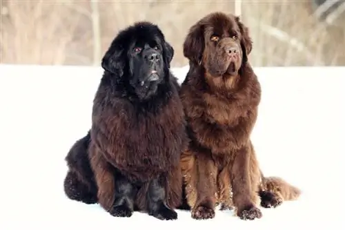 brown newfoundland