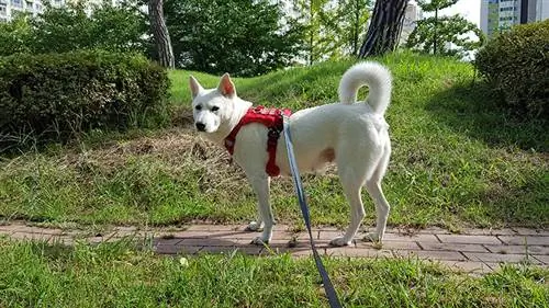 σκύλος jindo με λουρί που κάνει μια βόλτα