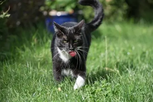 Um gato interno pode se tornar um gato externo: prós, contras & Perguntas frequentes