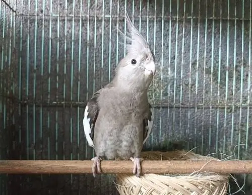 Silver Cockatiel: Slike, dejstva & Zgodovina