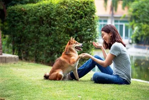 shiba inu ከባለቤቱ ጋር በሳሩ ውስጥ ተቀምጧል